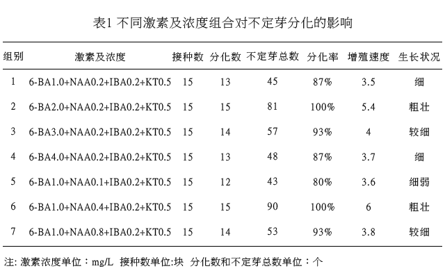 金线莲组培快繁技术实例