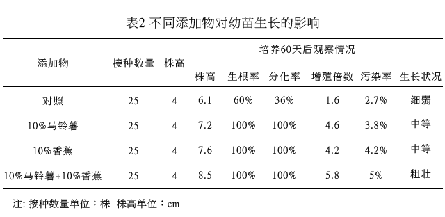 金线莲组培快繁技术实例