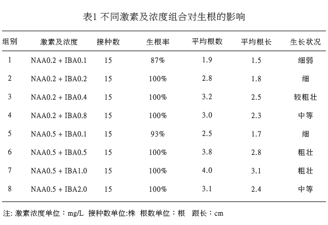 金线莲组培快繁技术实例